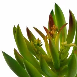 Best Sale ???? 12 Pack: Assorted Succulent Pick by Ashland® ???? 15 Best Sale ???? 12 Pack: Assorted Succulent Pick by Ashland® ???? -Ashland Sales MP547488 20