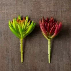 Best Sale ???? 12 Pack: Assorted Succulent Pick by Ashland® ???? 17 Best Sale ???? 12 Pack: Assorted Succulent Pick by Ashland® ???? -Ashland Sales MP547488 25