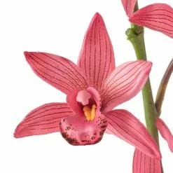 Best Pirce ⭐ 6 Pack: Mauve Boat Orchid Spray by Ashland® ✔️ -Ashland Sales MP626413 20