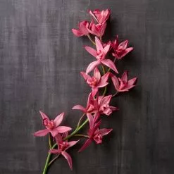 Best Pirce ⭐ 6 Pack: Mauve Boat Orchid Spray by Ashland® ✔️ -Ashland Sales MP626413 22