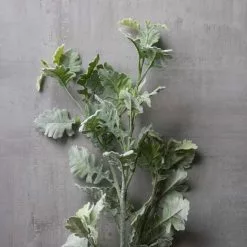 Best deal ???? 6 Pack: Frosted Dusty Miller Spray by Ashland® ???? 11 Best deal ???? 6 Pack: Frosted Dusty Miller Spray by Ashland® ???? -Ashland Sales MP626451 22