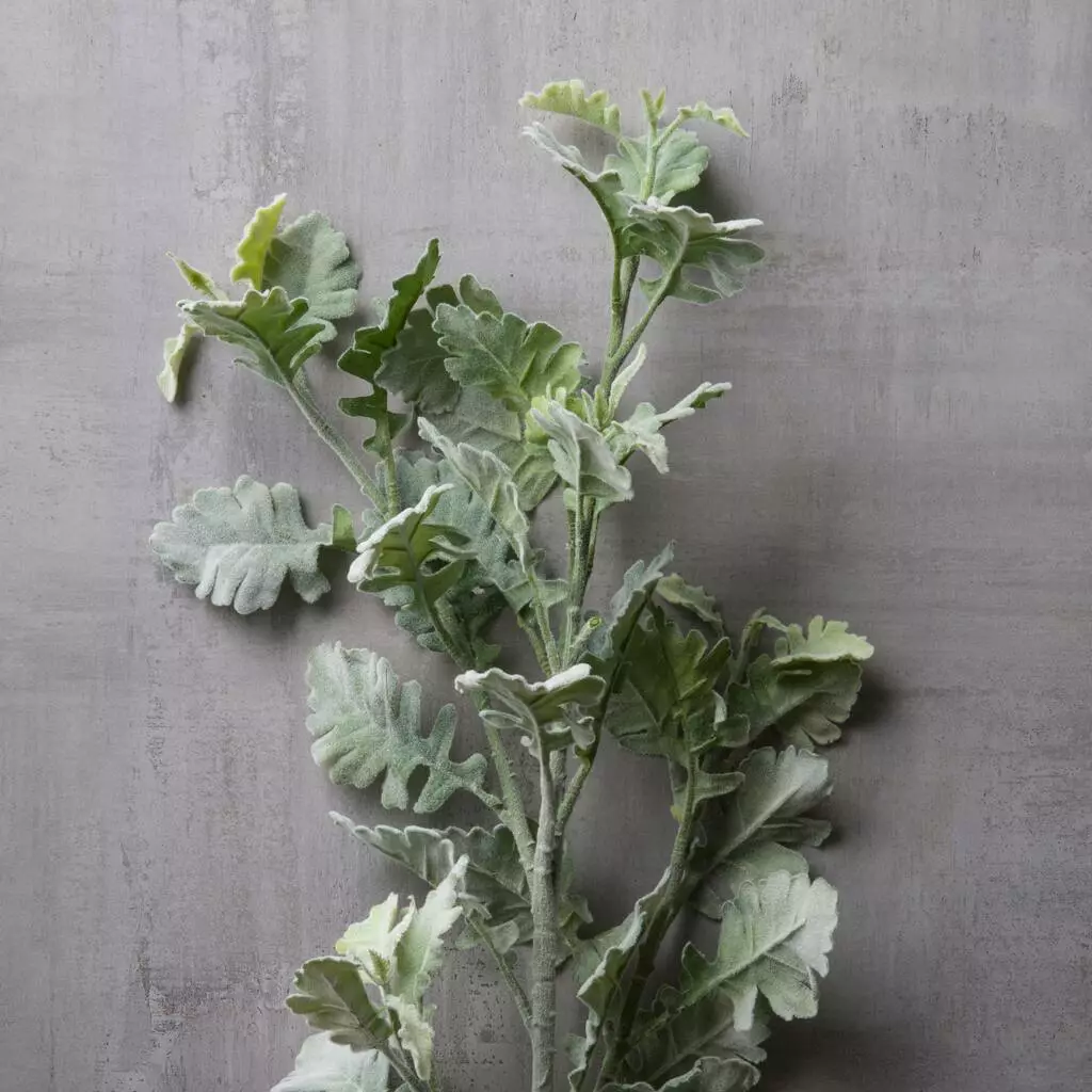 Best deal ???? 6 Pack: Frosted Dusty Miller Spray by Ashland® ???? 7 Best deal ???? 6 Pack: Frosted Dusty Miller Spray by Ashland® ???? - Image 5