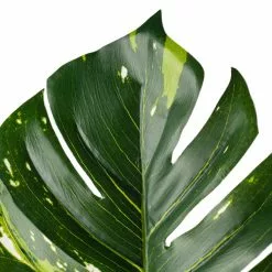 Best Pirce ✨ 12 Pack: Monstera Leaf Stem by Ashland® ???? -Ashland Sales MP626467 20
