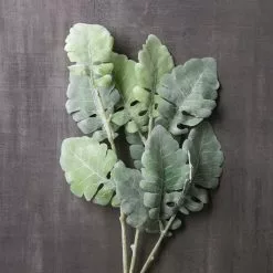 Best reviews of ???? 12 Pack: Green Dusty Miller Spray by Ashland® ???? 9 Best reviews of ???? 12 Pack: Green Dusty Miller Spray by Ashland® ???? -Ashland Sales MP626483 22