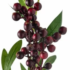 New ???? 12 Pack: Burgundy Berry Stem by Ashland® ???? 11 New ???? 12 Pack: Burgundy Berry Stem by Ashland® ???? -Ashland Sales MP626525 20