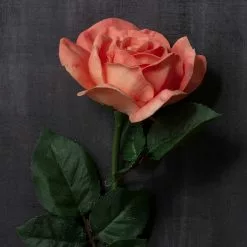 Top 10 ???? 6 Pack: Coral Rose Stem by Ashland® ⌛ -Ashland Sales MP626866 22