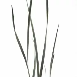 Cheapest ⌛ 8 Pack: Green Magnolia Flax Grass Bundle by Ashland® ???? -Ashland Sales MP646374 20