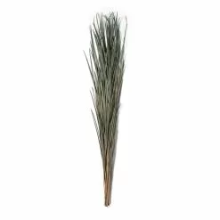 Cheapest ⌛ 8 Pack: Green Magnolia Flax Grass Bundle by Ashland® ???? -Ashland Sales MP646374 21